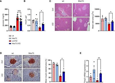 TIMP3 overexpression in myeloid lineage alleviates pancreatic damage and confers resistance to the development of type 1 diabetes in the MLDS -induced model